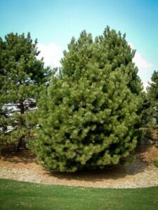 Сосна Чёрная (Pinus Nigra) купить по цене от 270.00р. в интернет-магазине «Посадика» с доставкой почтой в в Сарове и по всей России – [изображение №1].