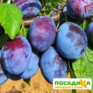 Слива Чачакская ранняя купить по цене от 229.00р. в интернет-магазине «Посадика» с доставкой почтой в в Сарове и по всей России – [изображение №1].