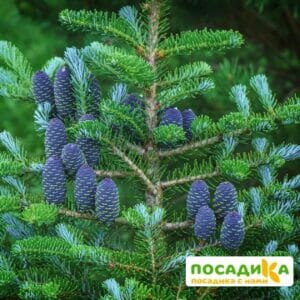 Пихта корейская (Abies koreana) купить по цене от 450.00р. в интернет-магазине «Посадика» с доставкой почтой в в Сарове и по всей России – [изображение №1].