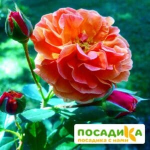 Роза Арабия купить по цене от 350.00р. в интернет-магазине «Посадика» с доставкой почтой в в Сарове и по всей России – [изображение №1].