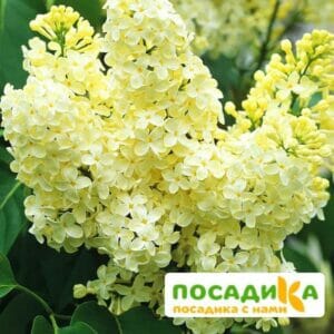 Сирень Примроуз (Primrose) купить по цене от 529.00р. в интернет-магазине «Посадика» с доставкой почтой в в Сарове и по всей России – [изображение №1].