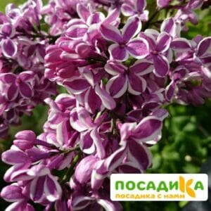 Сирень Сенсация купить по цене от 529.00р. в интернет-магазине «Посадика» с доставкой почтой в в Сарове и по всей России – [изображение №1].