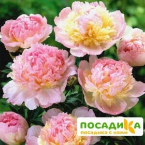 Пион Распберри Сандей (Paeonia Raspberry Sundae) купить по цене от 959р. в интернет-магазине «Посадика» с доставкой почтой в в Сарове и по всей России – [изображение №1].