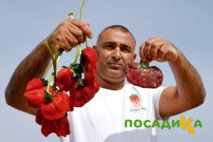 Клубника Гигант Джорнея купить по цене от 266р. в интернет-магазине «Посадика» с доставкой почтой в в Сарове и по всей России – [изображение №1].