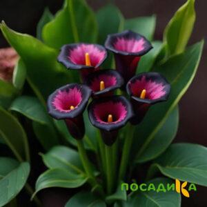 Калла Аура Лейс купить по цене от 400р. в интернет-магазине «Посадика» с доставкой почтой в в Сарове и по всей России – [изображение №1].