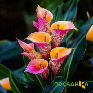 Калла Оникс купить по цене от 450р. в интернет-магазине «Посадика» с доставкой почтой в в Сарове и по всей России – [изображение №1].