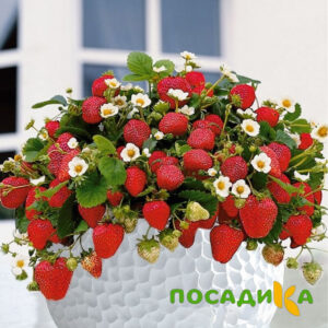 Клубника Рубиновый Шепот (горшечная) купить по цене от 240р. в интернет-магазине «Посадика» с доставкой почтой в в Сарове и по всей России – [изображение №1].