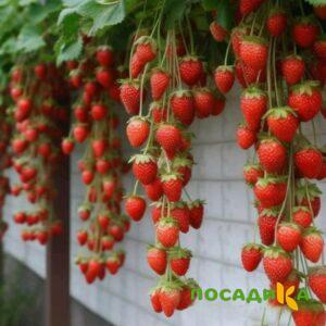 Клубника вьющаяся Комплимент купить по цене от 470р. в интернет-магазине «Посадика» с доставкой почтой в в Сарове и по всей России – [изображение №1].