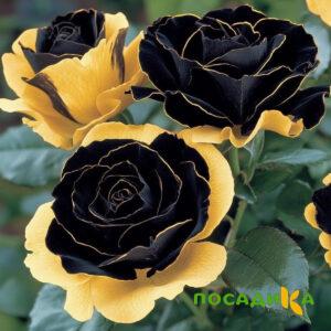 Роза Ханни Сикл купить по цене от 700р. в интернет-магазине «Посадика» с доставкой почтой в в Сарове и по всей России – [изображение №1].