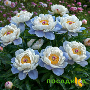 Пион акварельный Этюд купить по цене от 806р. в интернет-магазине «Посадика» с доставкой почтой в в Сарове и по всей России – [изображение №1].