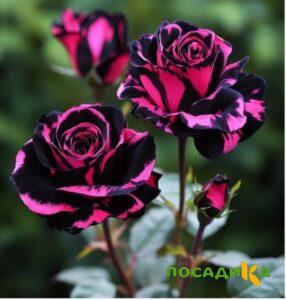 Роза Багровый Шепот купить по цене от 366р. в интернет-магазине «Посадика» с доставкой почтой в в Сарове и по всей России – [изображение №1].