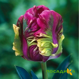 Тюльпан Экзотик Хэвен купить по цене от 186р. в интернет-магазине «Посадика» с доставкой почтой в в Сарове и по всей России – [изображение №1].